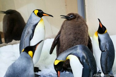 体重22.5キロ、ペンギンの巨体ひなが人気 豪水族館 写真2枚 国際