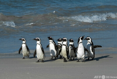 絶滅危機ペンギン ハチに刺され大量死 南ア 写真4枚 国際ニュース Afpbb News