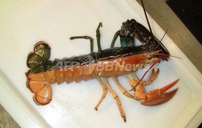 img_fff94d985505bfc56861de71ba