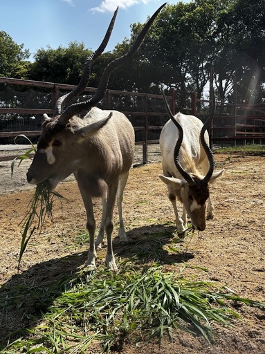 東武動物公園に希少な動物が仲間入りしました。22年ぶりにアダックスの展示を再開