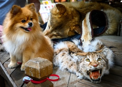 【今日の1枚】「ネコ」の毛皮と犬