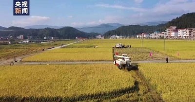 再生イネの1ヘクタール当たり収穫高が約8391キロに 中国・湖南省