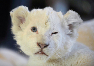 カメラにウインク、ホワイトライオンの赤ちゃん4匹がお披露目 ドイツ