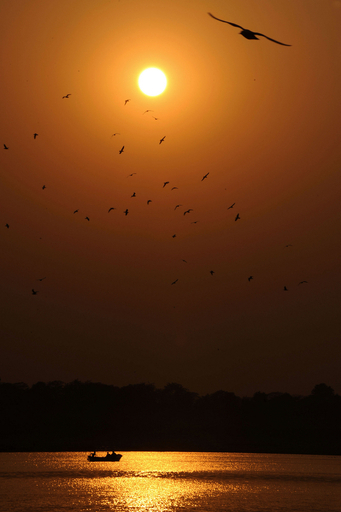 ガンジス川を飛ぶ渡り鳥、インド