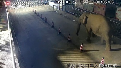 中国・ラオス国境地帯 警察犬に驚いた野生アジアゾウが回り道で「密入国」