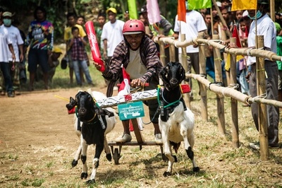 独立記念に毎年恒例のヤギレース インドネシア