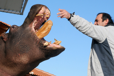 洪水に乗じて逃げたカバ、動物園に戻る モンテネグロ