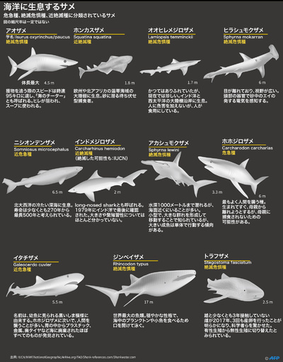 サメ17種が絶滅の危機、珍味として乱獲される種も レッドリスト最新版