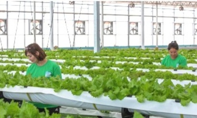 施設農業、広大なゴビでの栽培の難題を解決