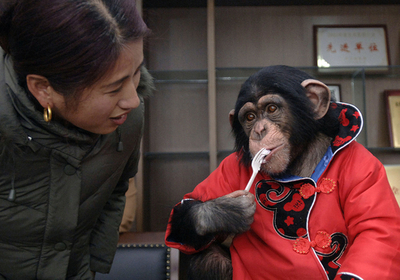 「医食同源」は種を超える？チンパンジーの食生活から新薬開発へ