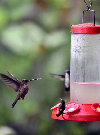 レストランに集うハチドリたち、コロンビア