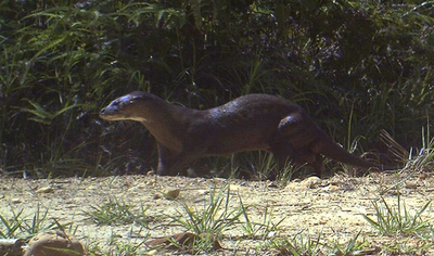 絶滅が危惧されていたスマトラカワウソ、カメラがとらえる マレーシア