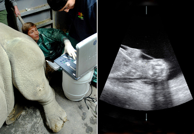 2度目の人工授精が成功、ミナミシロサイのLulu