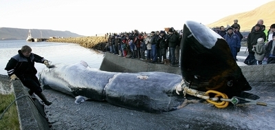 アイスランド、2008年の商業捕鯨の詳細を発表