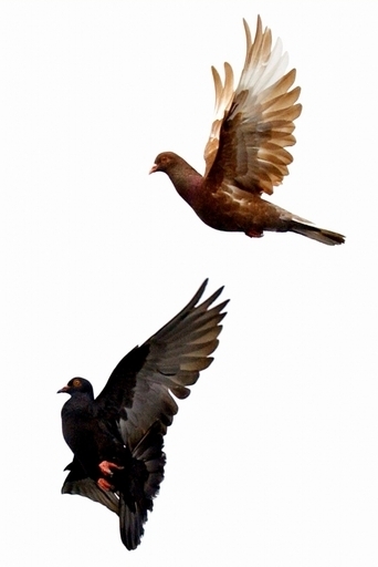 パキスタンのスパイ？インド警察がハトを「拘束」