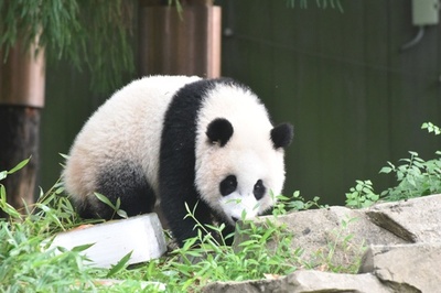 半世紀にわたる「友好の使者」パンダ 中国と各国で生息数増える