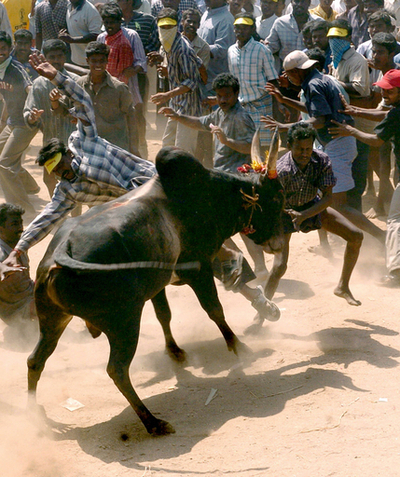 インド南部で「闘牛祭り」決行、最高裁命令を無視