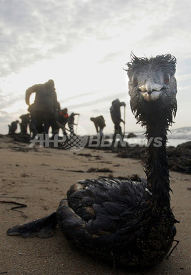 黒海で流出の重油 回収作業に露軍数百人 鳥3万羽と魚約9000匹が死亡 写真4枚 ファッション ニュースならmode Press Powered By Afpbb News