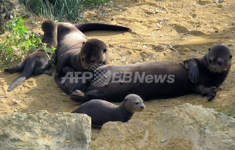 オオカワウソの親子、フランス