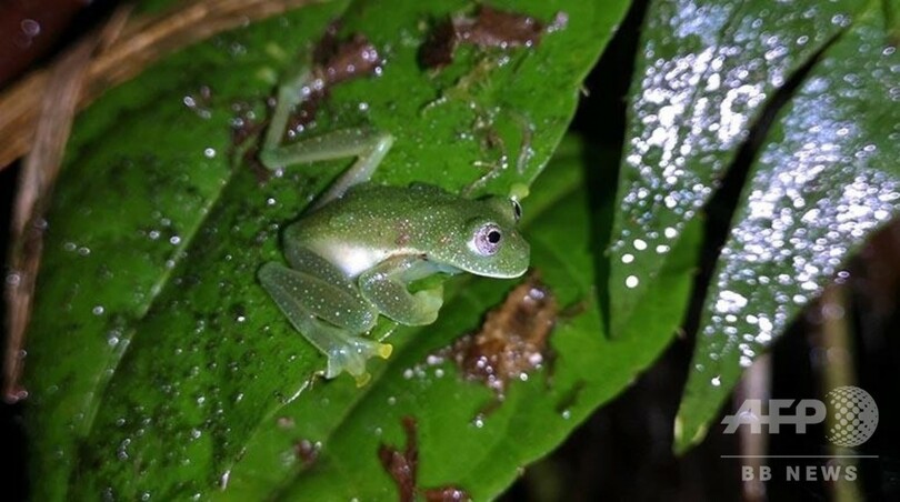 腹部が透明な「ガラスガエル」、18年ぶりに発見 ボリビア