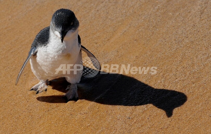 狙撃手がペンギンを護衛!?豪国立公園
