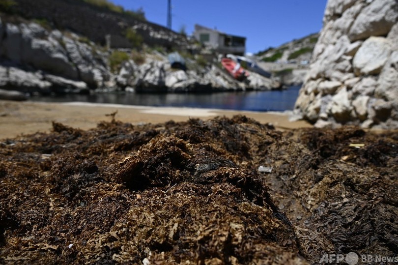 日本の海岸で見られる海藻、南仏沖で繁殖 外来種として駆除へ