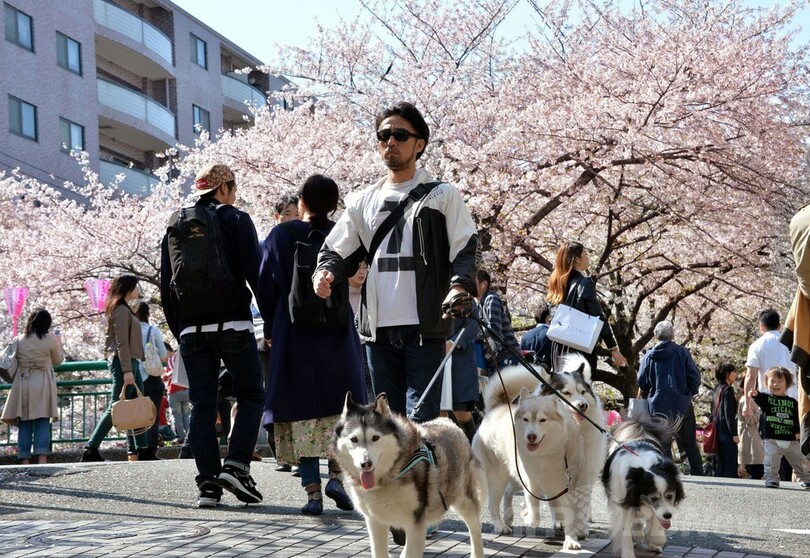 満開の桜、今年も沢山の人で賑わい 都内