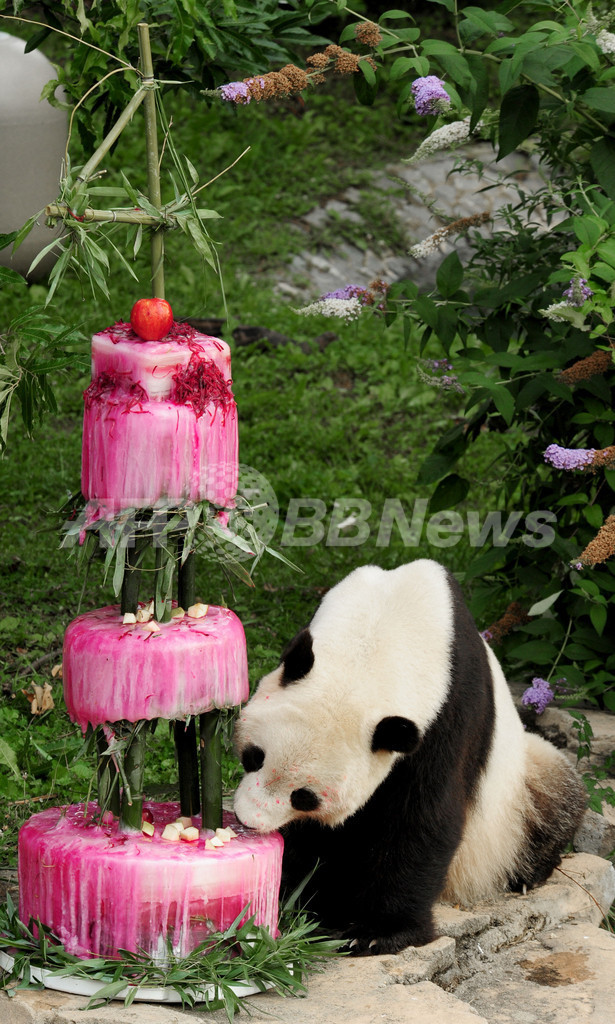 特製ケーキに舌鼓、パンダのタイシャン4歳に