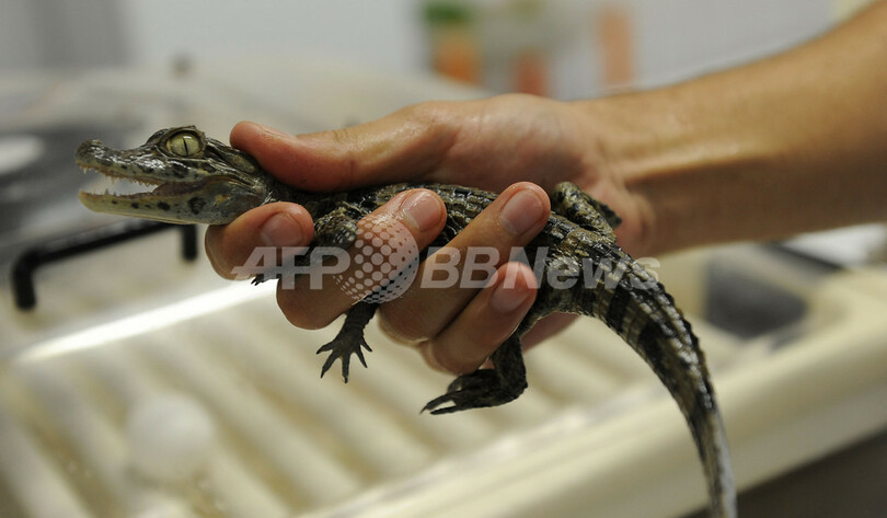 リオに「動物保育所」オープン、育児放棄の赤ちゃんたちを保護