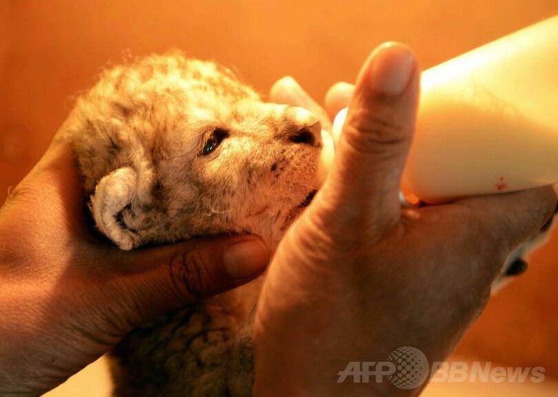 いつかは「百獣の王」、ミルク飲む赤ちゃんライオン