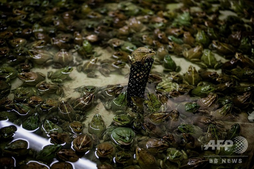 フランス人が愛する食用ガエル、99％外国産？ 養殖増えるも国産は希少