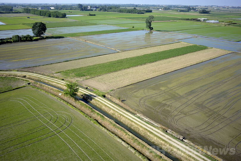 イタリアのコメ輸出が急増、小規模農家が作る高級米が人気