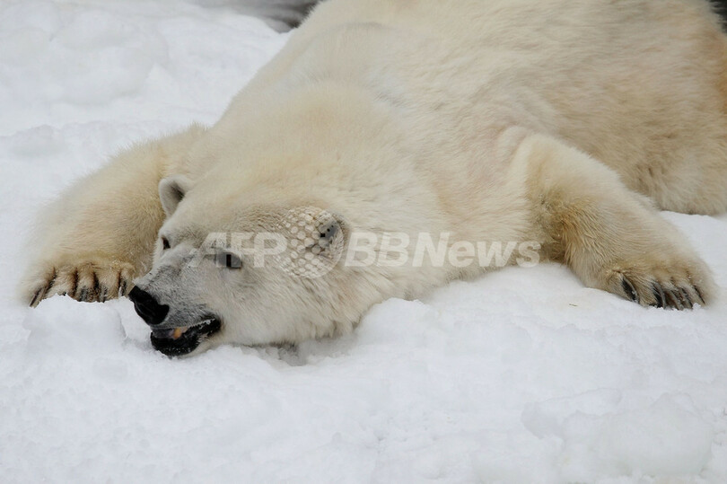 狂喜乱舞するシロクマ、サンフランシスコ動物園で人工雪