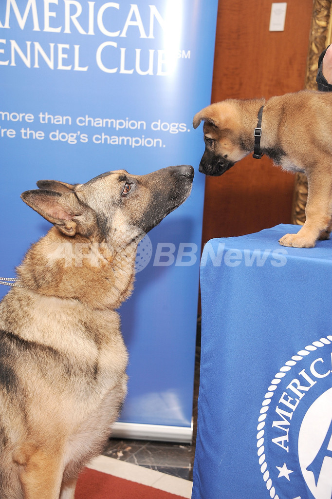 アメリカンケンネルクラブが12年の人気犬種を発表