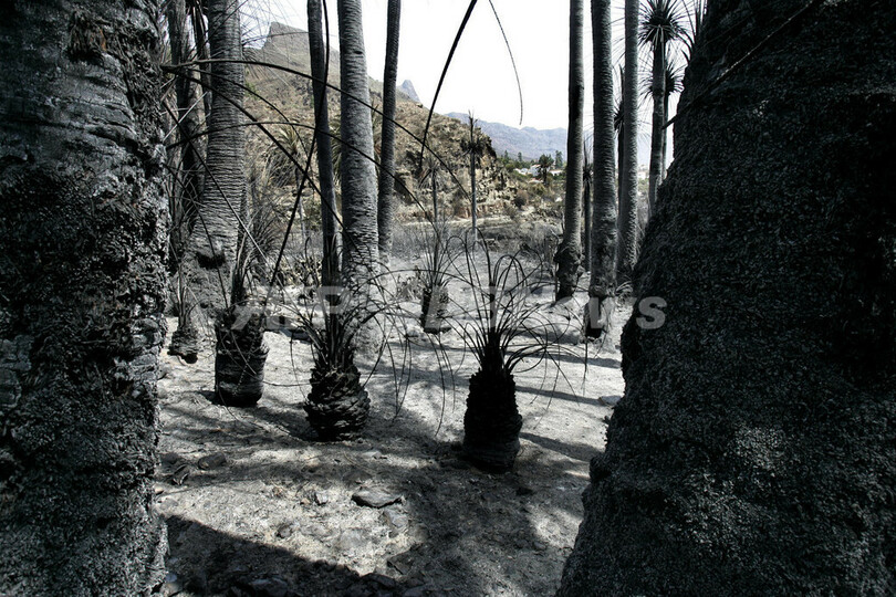 カナリア諸島の山火事、鎮火へ