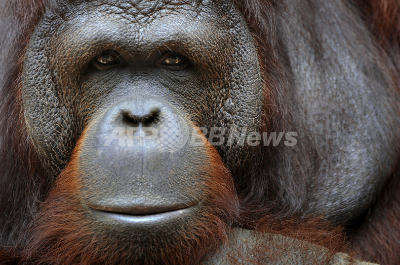 オランウータンのゲノムを初解読、予想以上の「多様性」 ネイチャー誌