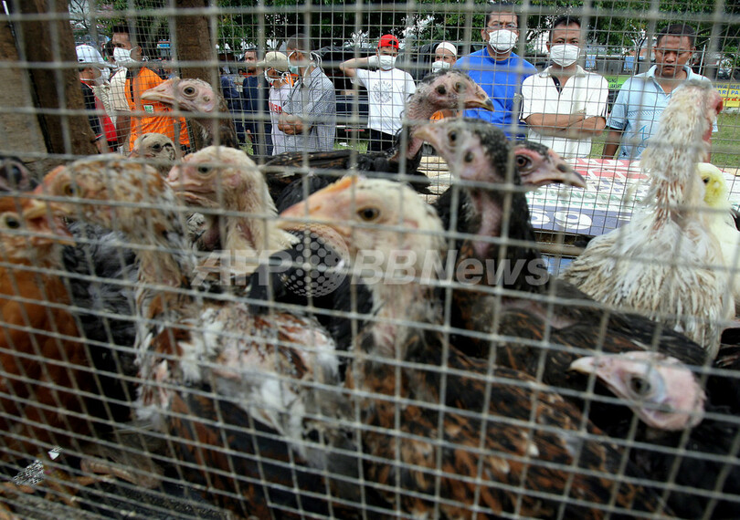 ＜鳥インフルエンザ＞2月1日までに首都の自宅飼育家禽類すべて処分 - インドネシア