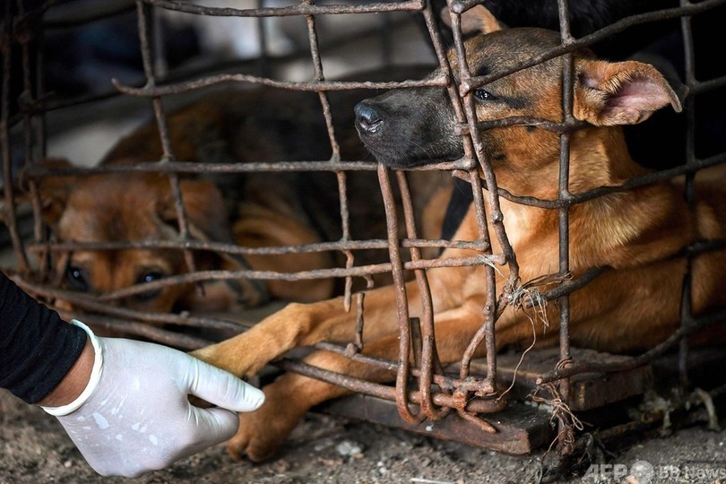 犬の食肉処理場を閉鎖、25年で100万匹超を処理 カンボジア