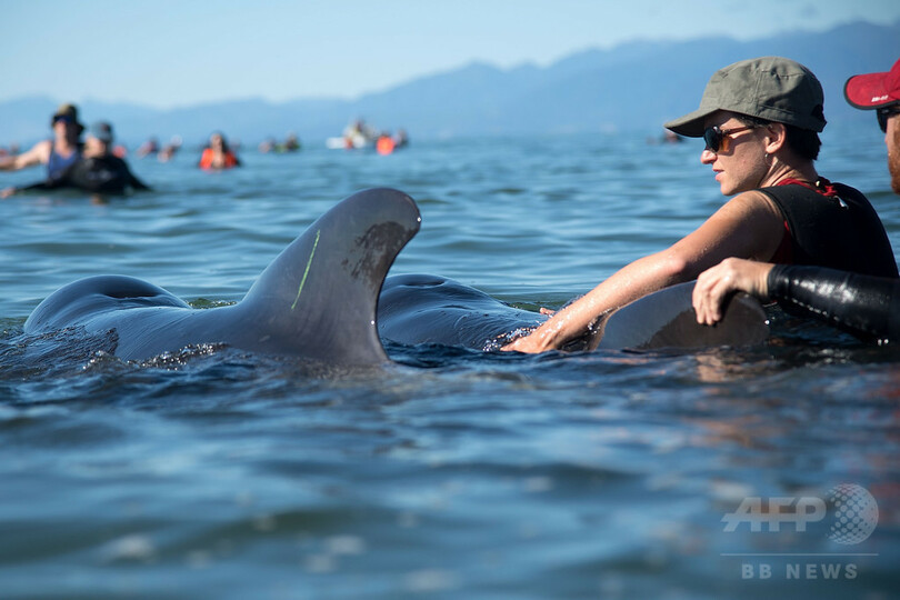 打ち上げられたクジラ、サメに追われた？ 「人間の鎖」で守る NZ