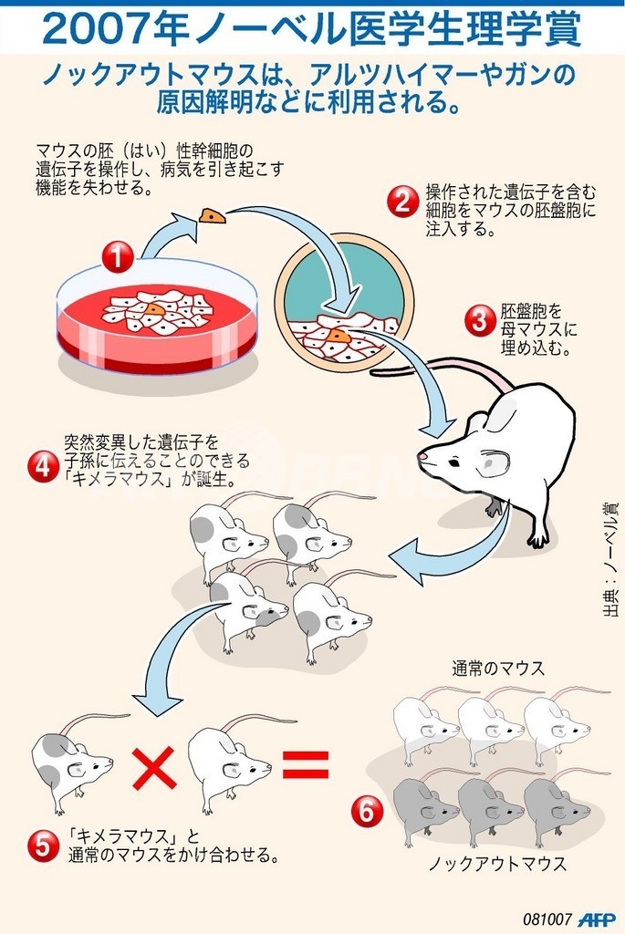 【図解】「ノックアウトマウス」ができるまで