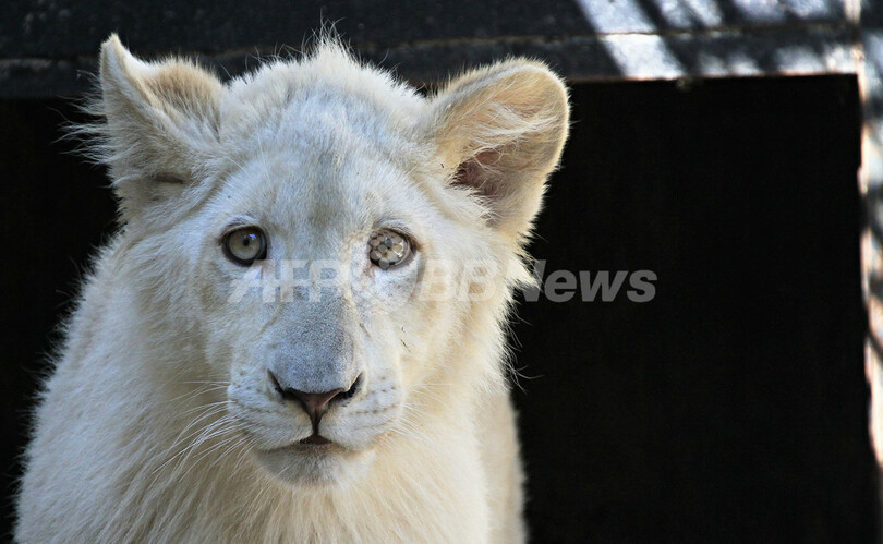 国章に描かれたホワイトライオン、チェコ