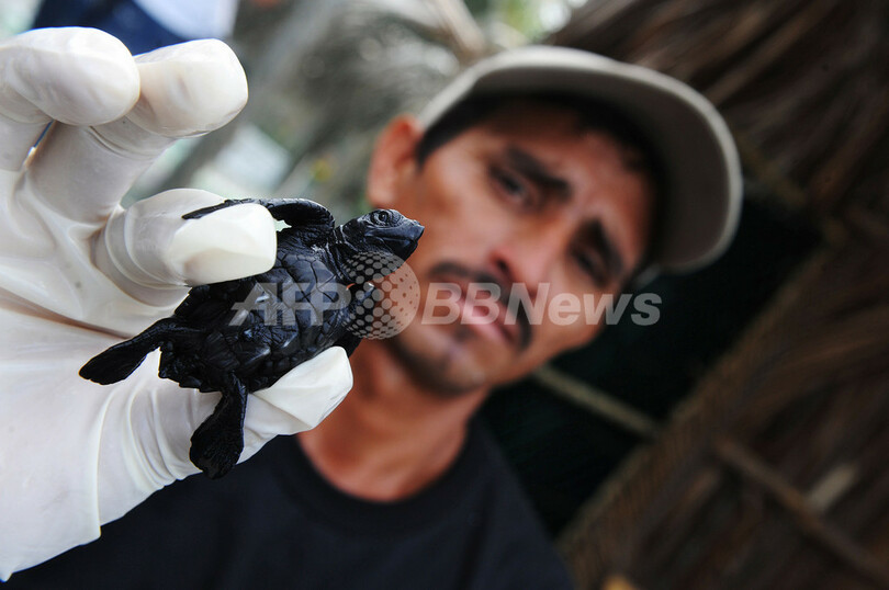 大海原へ、ウミガメの放流 エルサルバドル