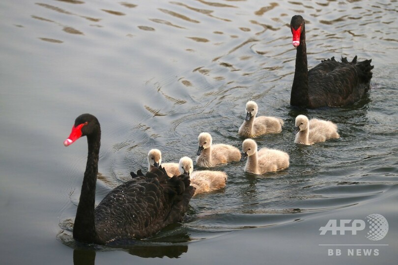 仲良く暮らす…コクチョウの家族 北京の円明園