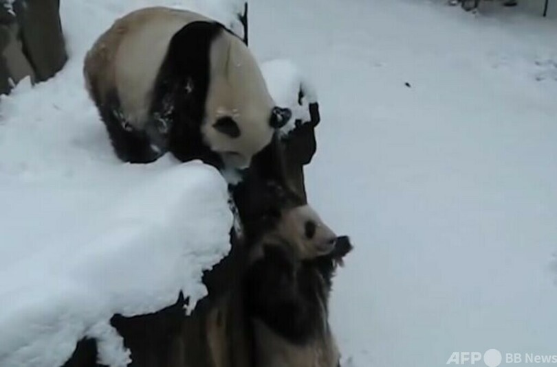 憂慮すべき状況 中国から米国に貸与中のパンダの1頭が死亡 1頭が病気