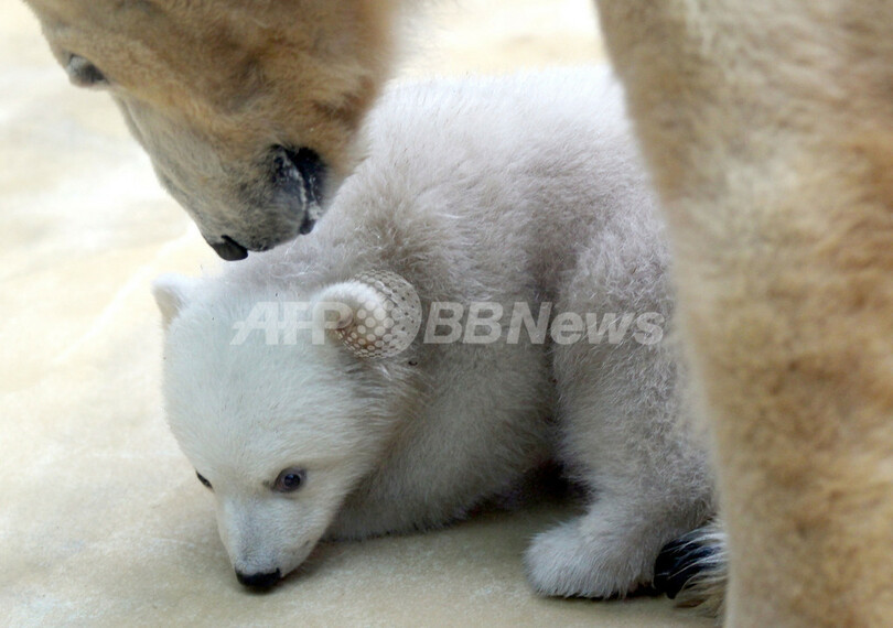 元気にすくすく、ホッキョクグマの赤ちゃん ドイツ