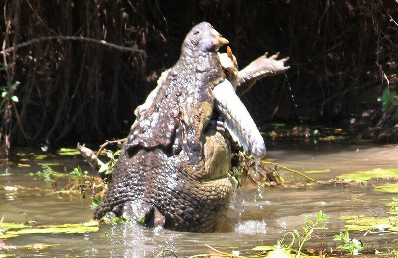 巨大ワニが共食い、空中で振り回して丸のみ 豪国立公園
