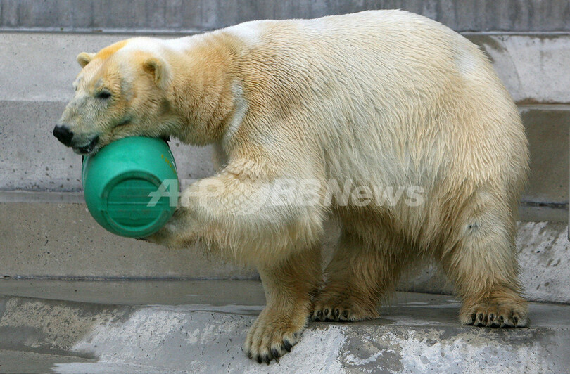 ホッキョクグマにイタリアから年下の恋人 - ドイツ