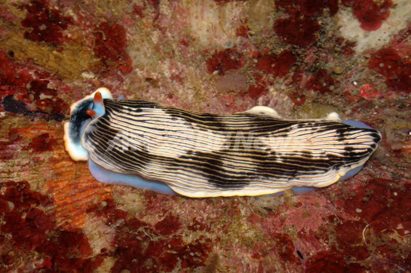 フィリピンでも新種300種を発見、米機関