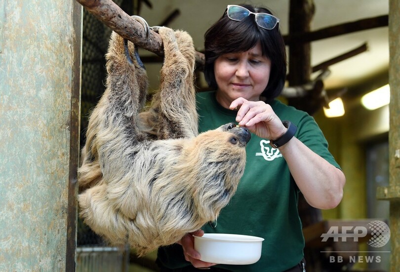 頑張ってます、世界最高齢50歳のナマケモノ 独