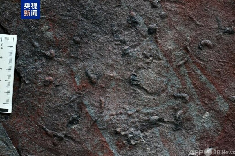 中国の科学者 最古の複雑な立体的生物痕跡を発見